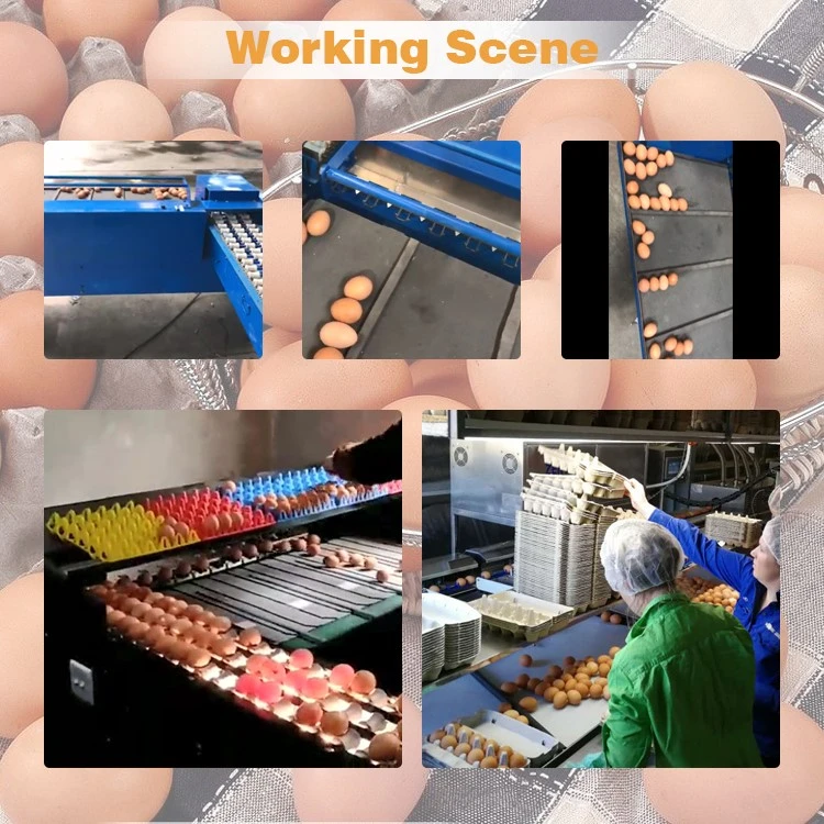 Small egg grader Small egg grader