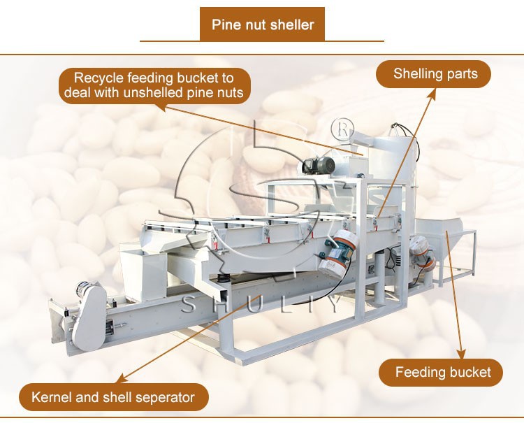 pine nut sheller pine nut sheller